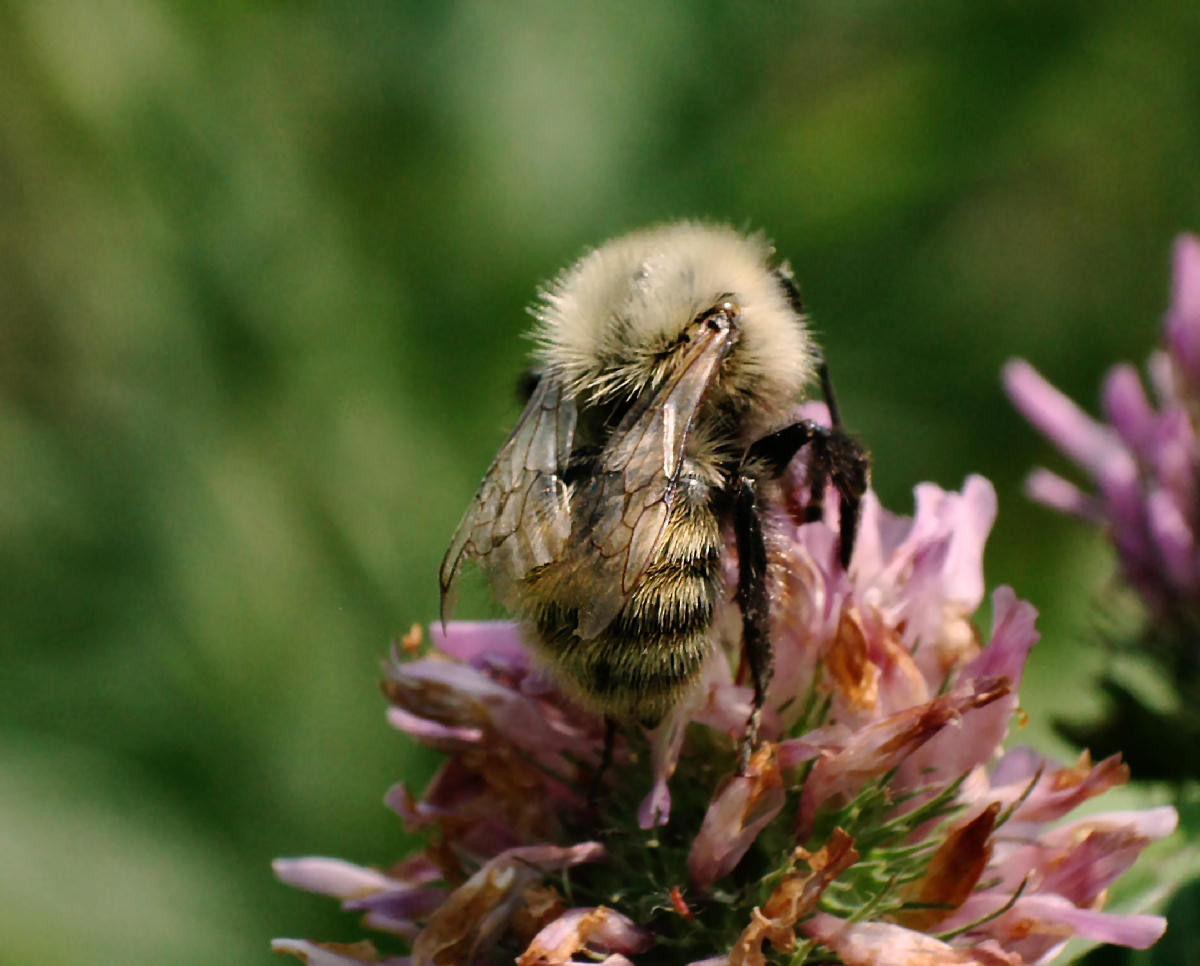  un Bombus ?